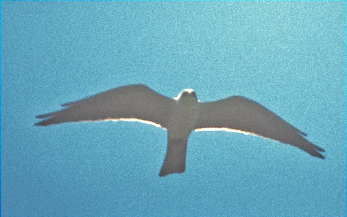 Mississippi Kite - ML641936456
