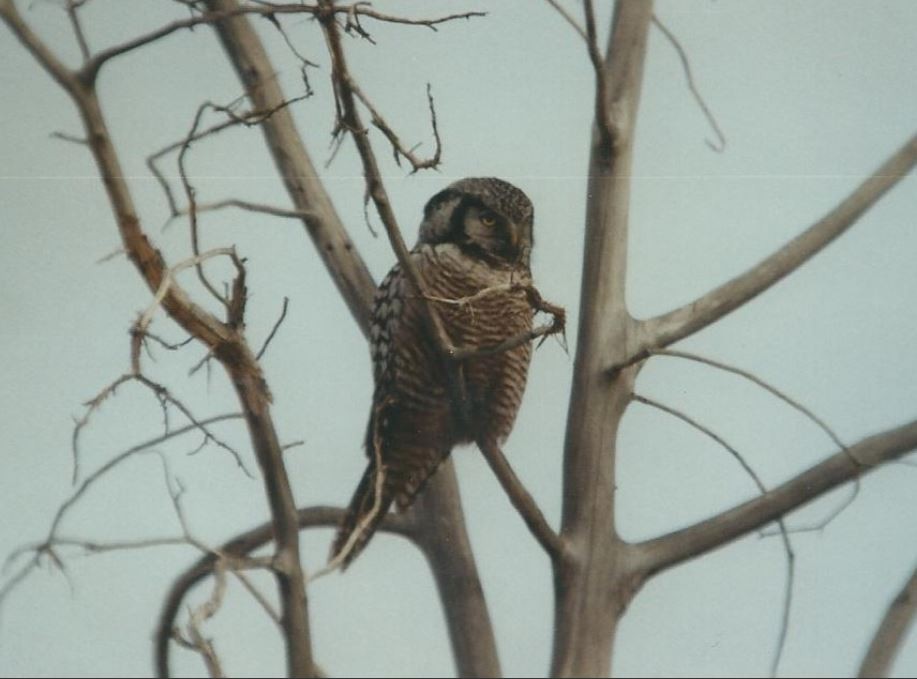 Northern Hawk Owl - ML641936457