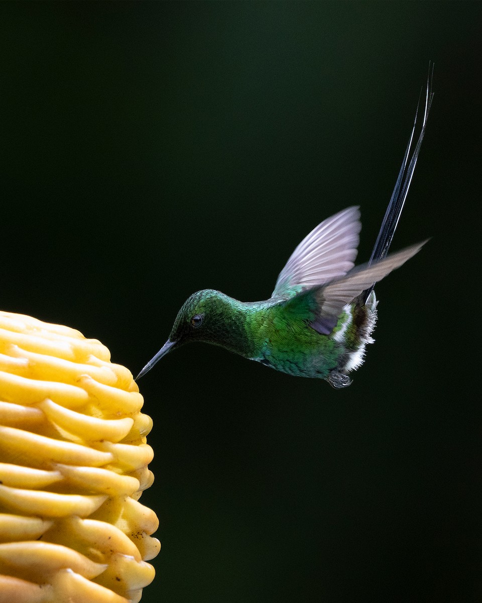 Green Thorntail - ML641936459