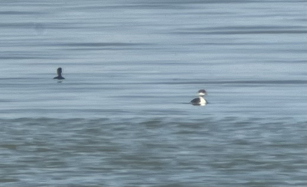 Horned Grebe - ML641936460