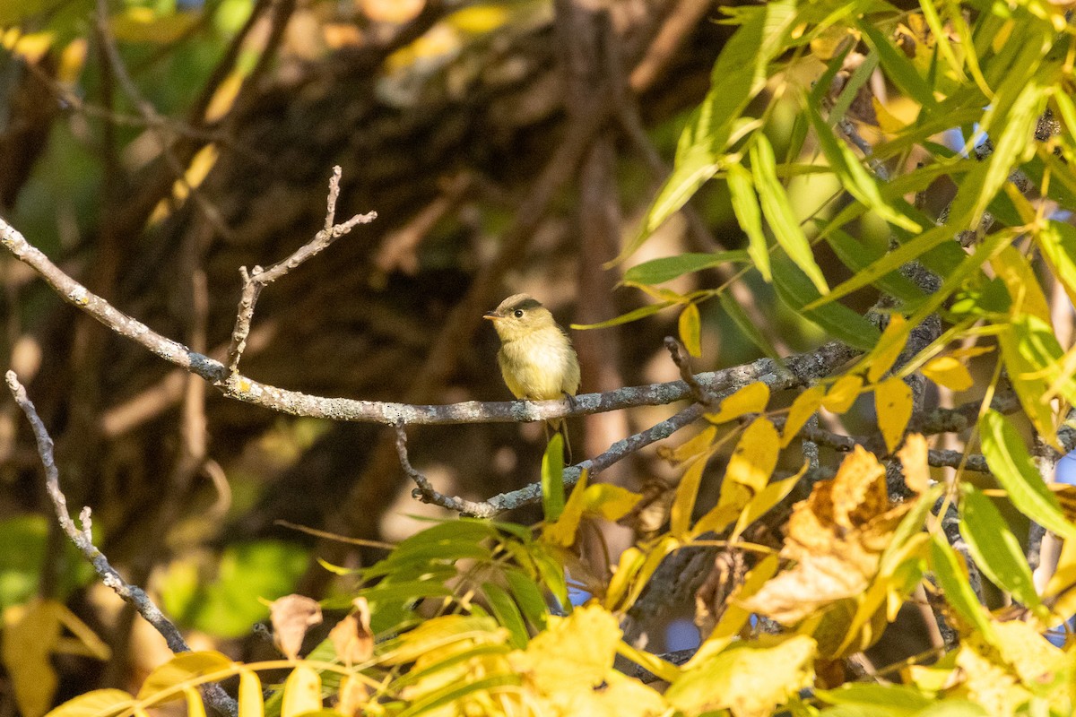 Yellow-bellied Flycatcher - ML641936484
