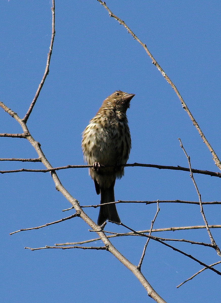 Purple Finch - ML641936490