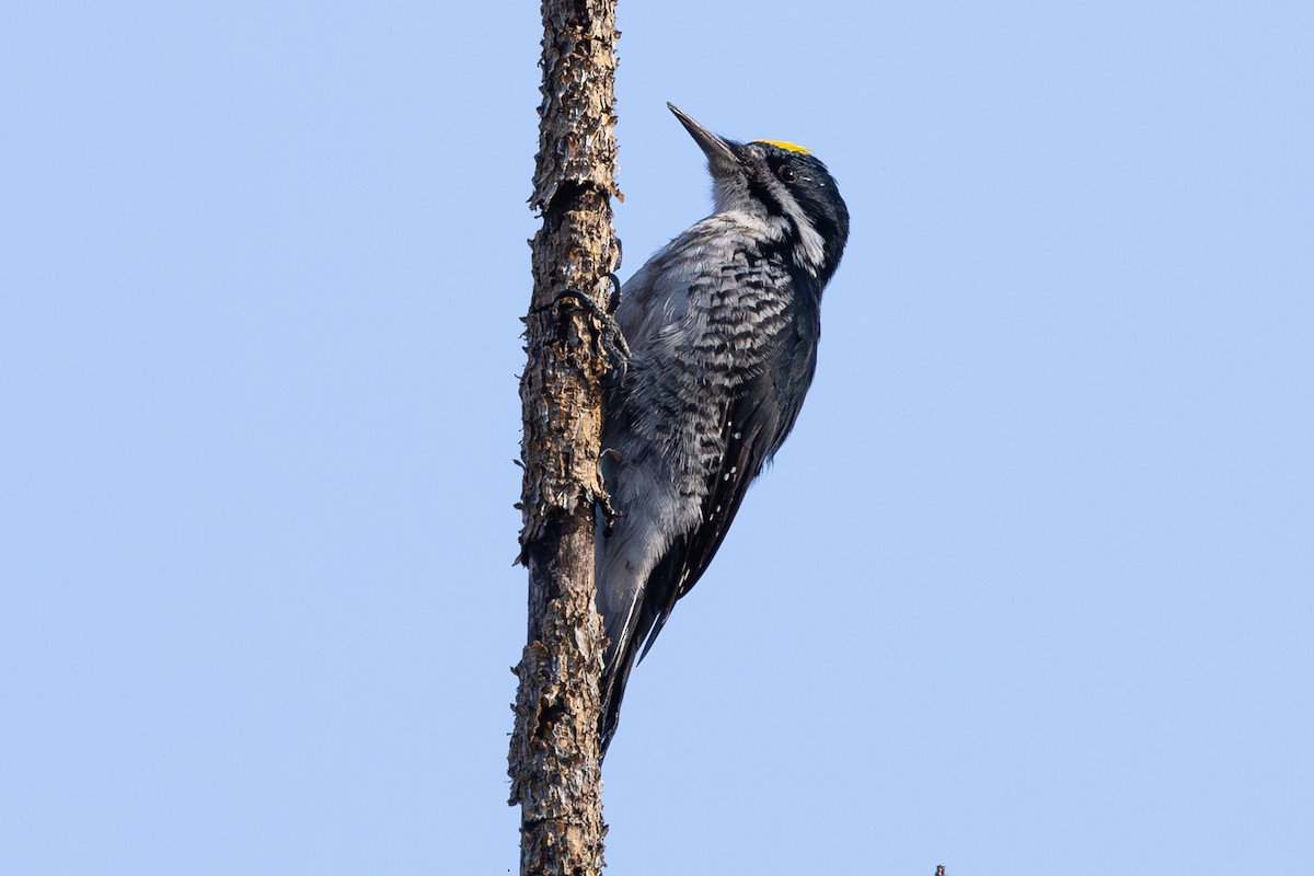 Black-backed Woodpecker - ML641936529