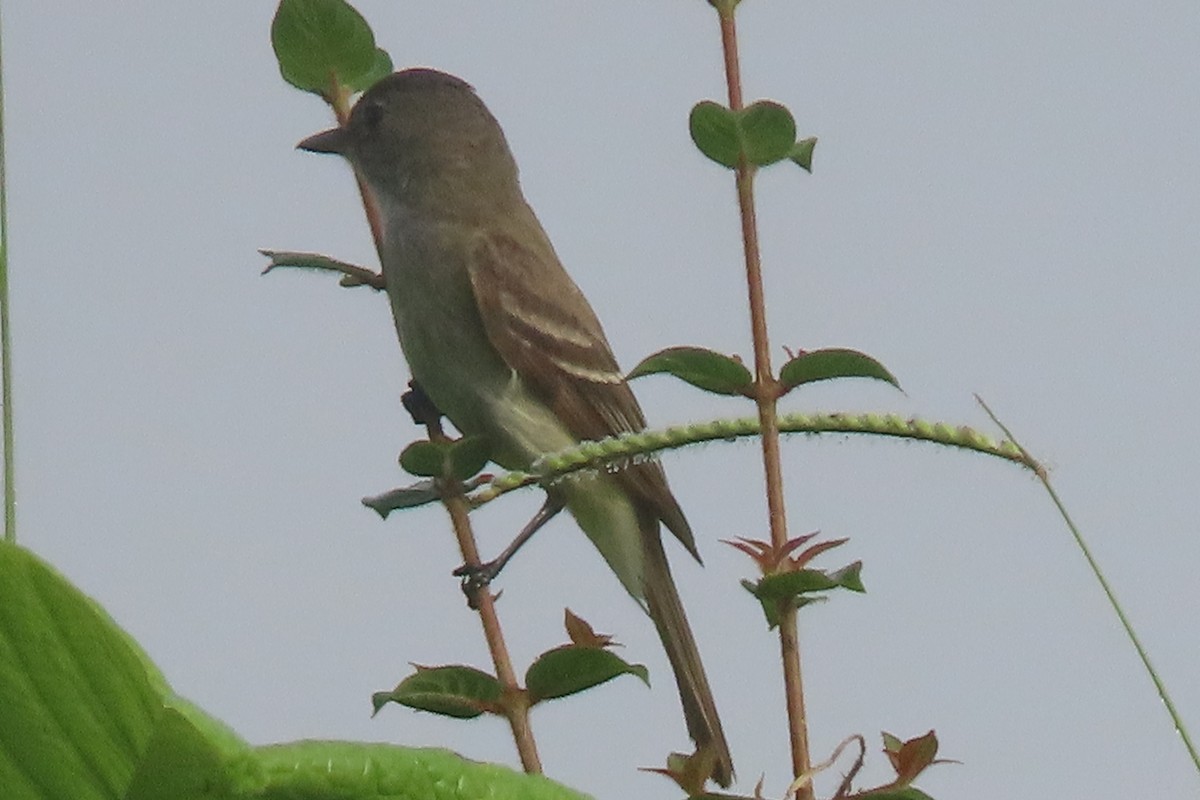 Willow Flycatcher - ML641936536