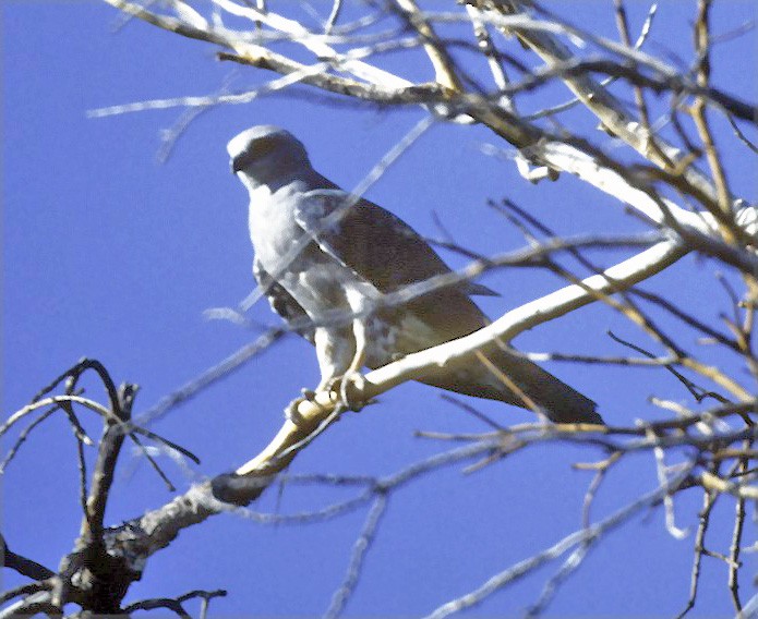 Mississippi Kite - ML641936552