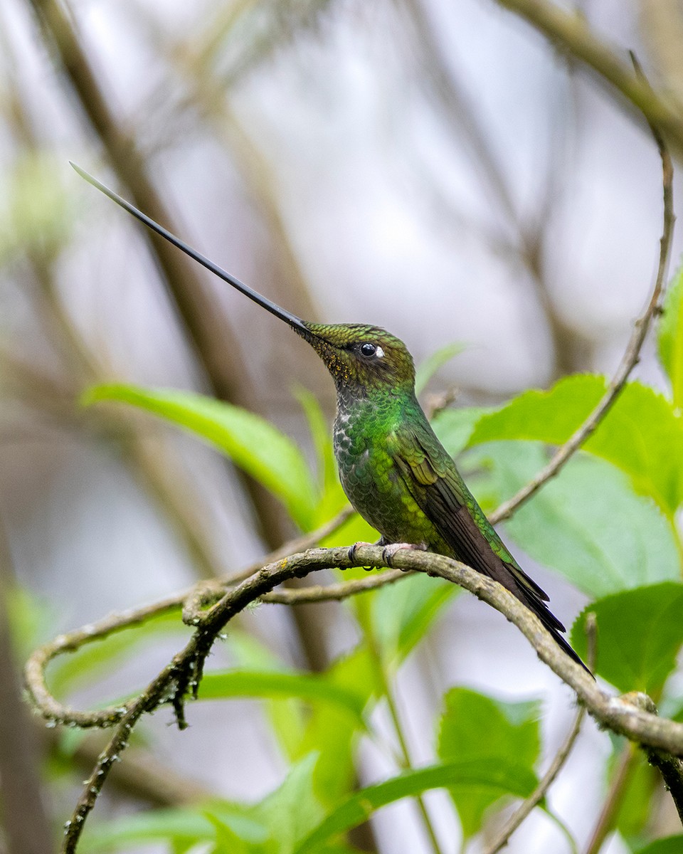 Sword-billed Hummingbird - ML641936553
