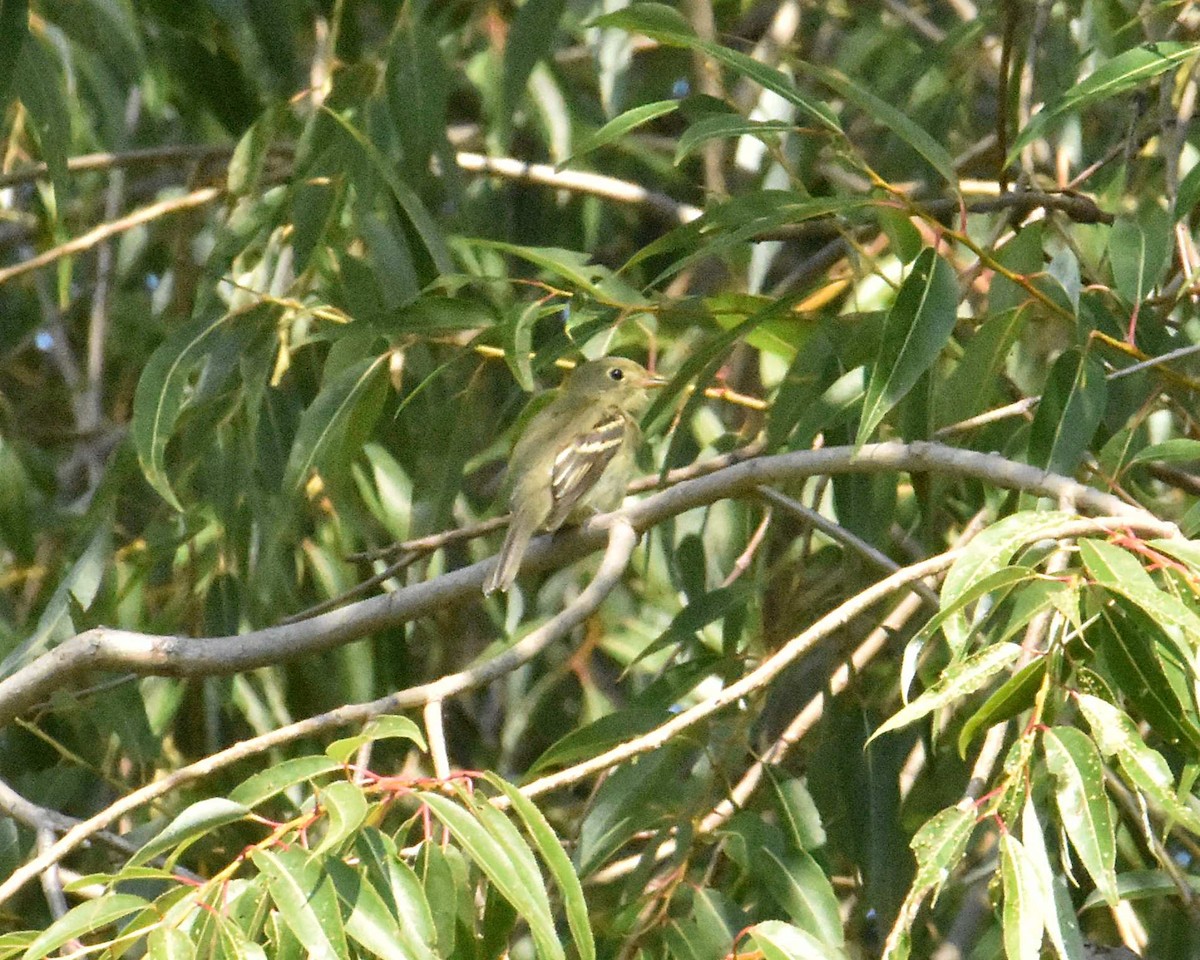 Yellow-bellied Flycatcher - ML641936568
