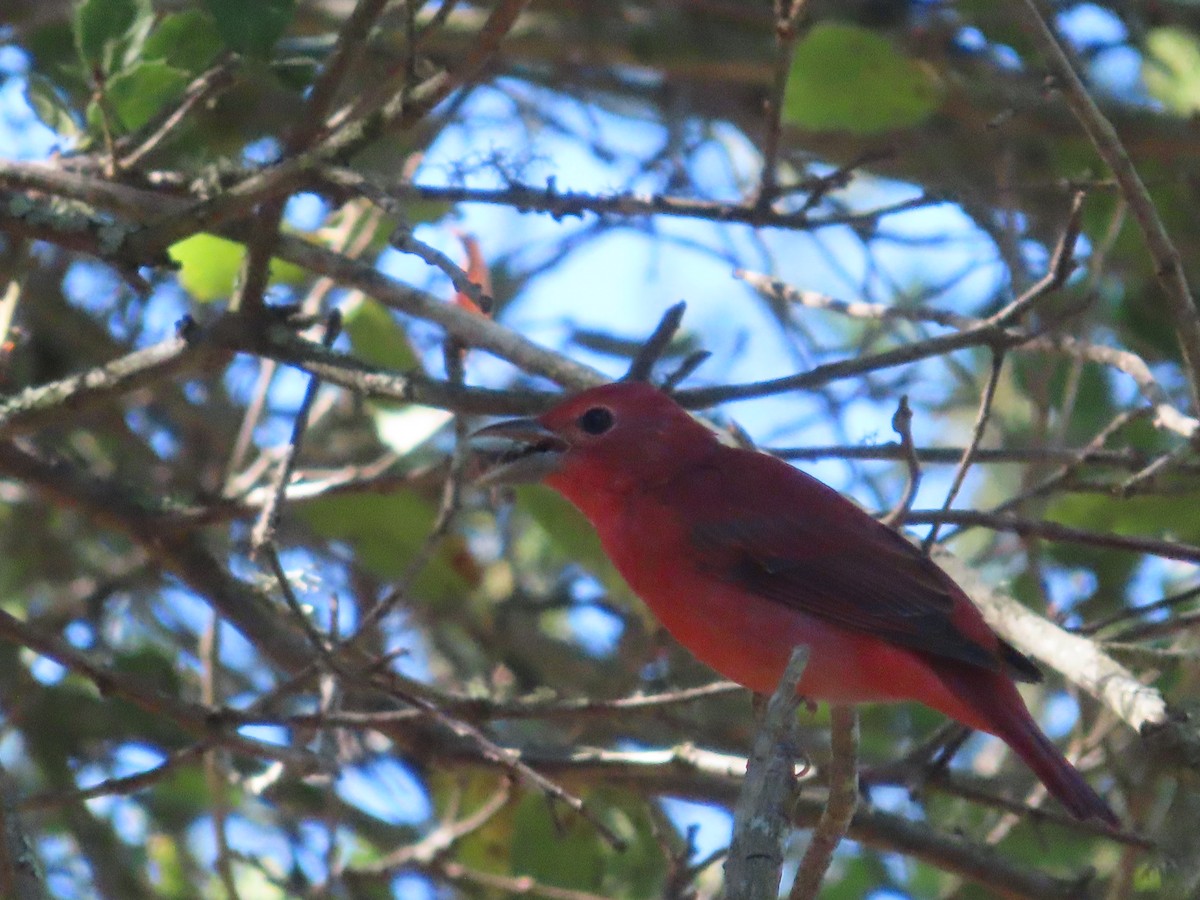 Summer Tanager - ML641936584