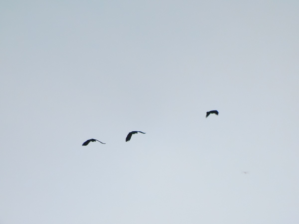Orange-winged Amazon - ML641936621