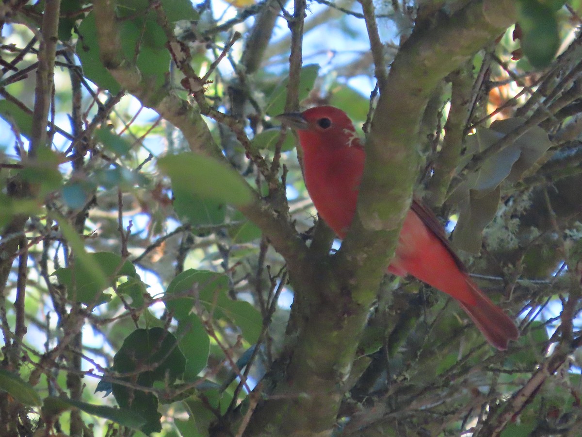 Summer Tanager - ML641936622