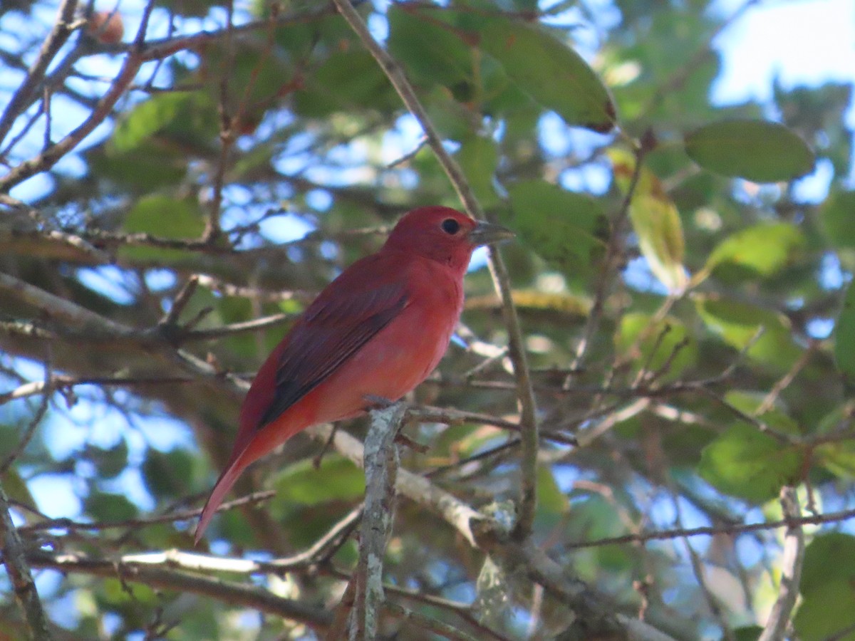 Summer Tanager - ML641936623