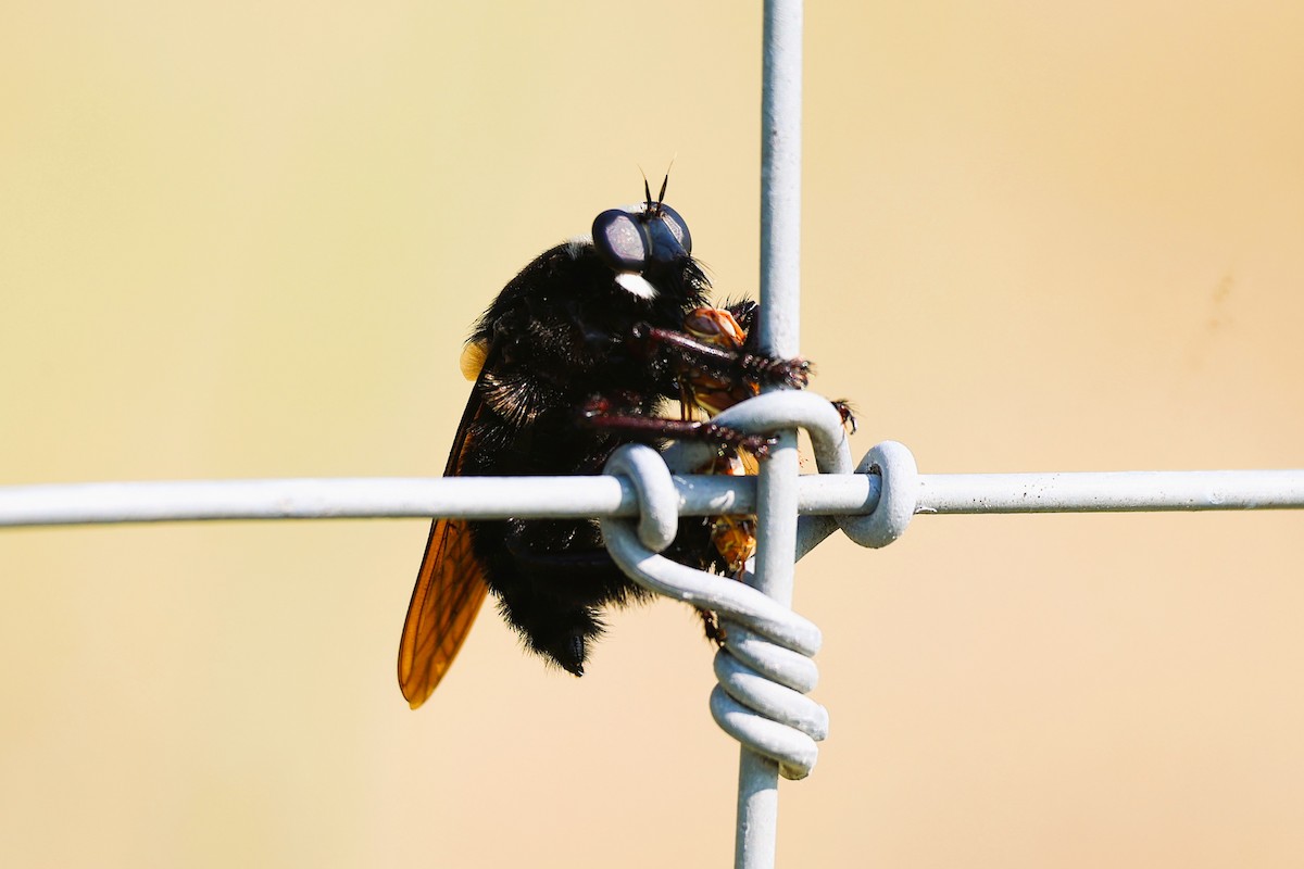 Animals - ML641936644