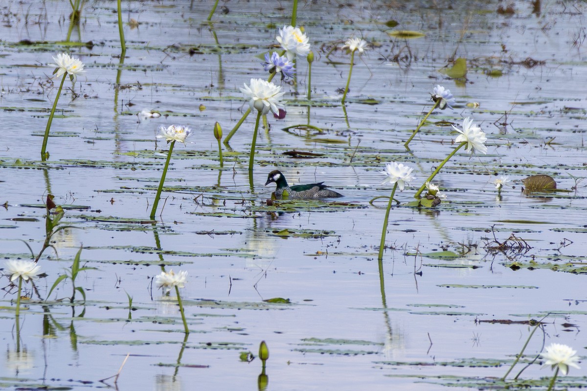 Green Pygmy-Goose - ML641936666