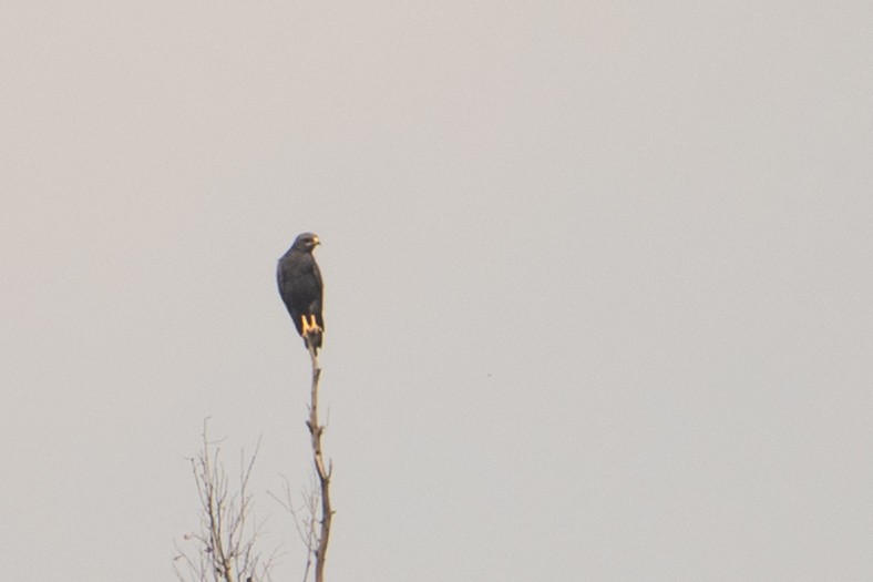 Augur Buzzard - ML641936667
