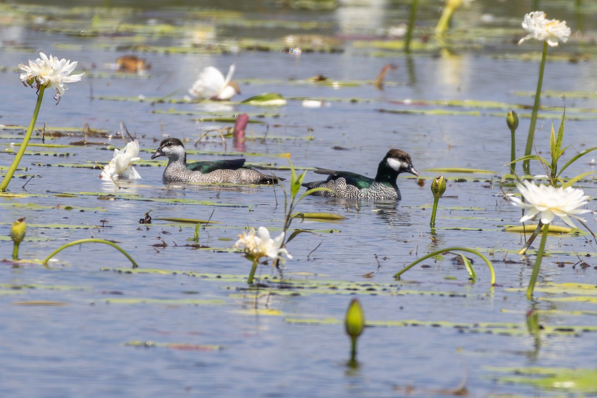 Green Pygmy-Goose - ML641936678