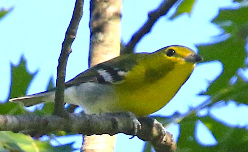 Sarı Gerdanlı Vireo - ML641936684