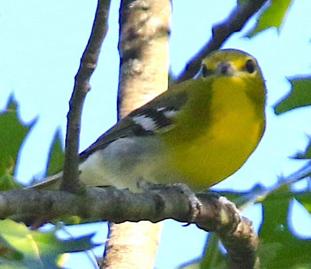 Sarı Gerdanlı Vireo - ML641936685