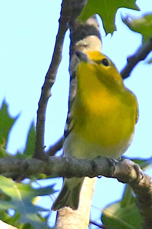 Sarı Gerdanlı Vireo - ML641936686