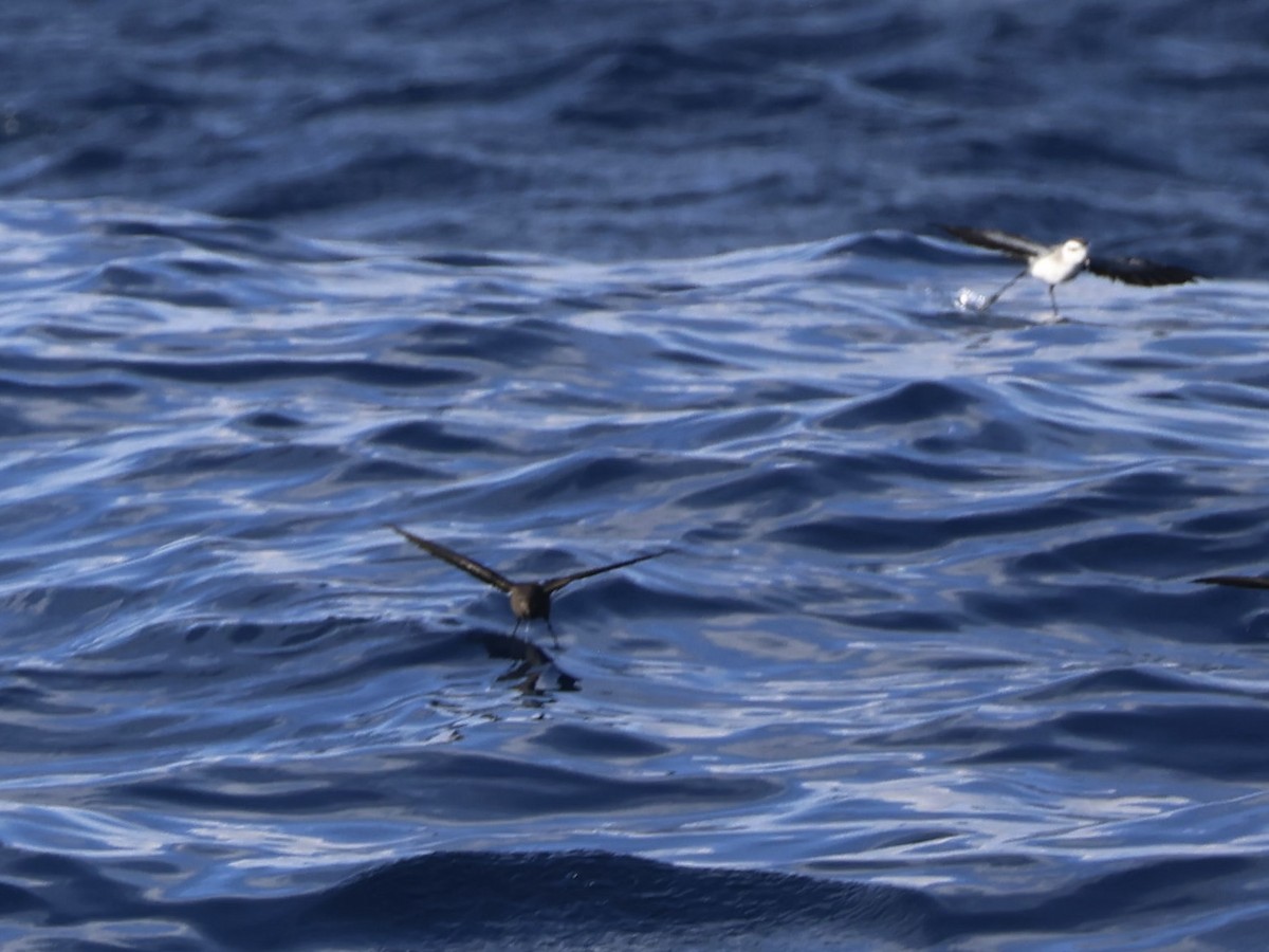 White-faced Storm-Petrel - ML641936695