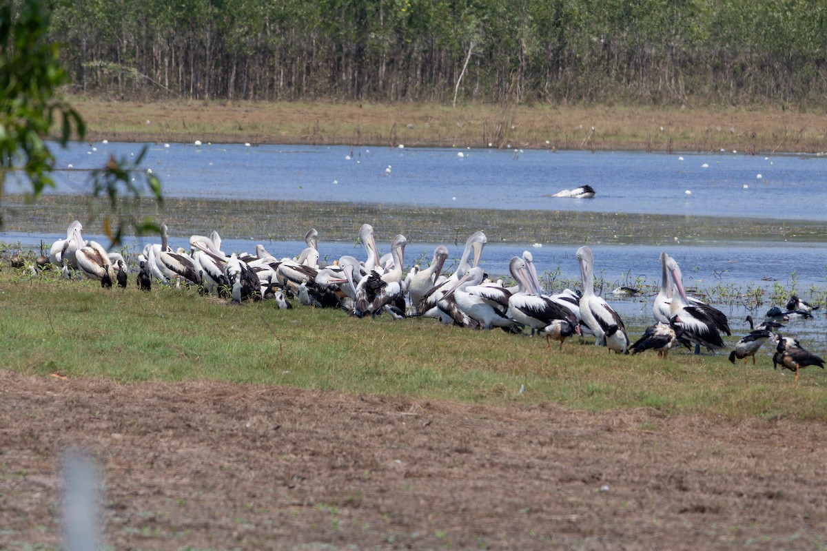 Australian Pelican - ML641936697
