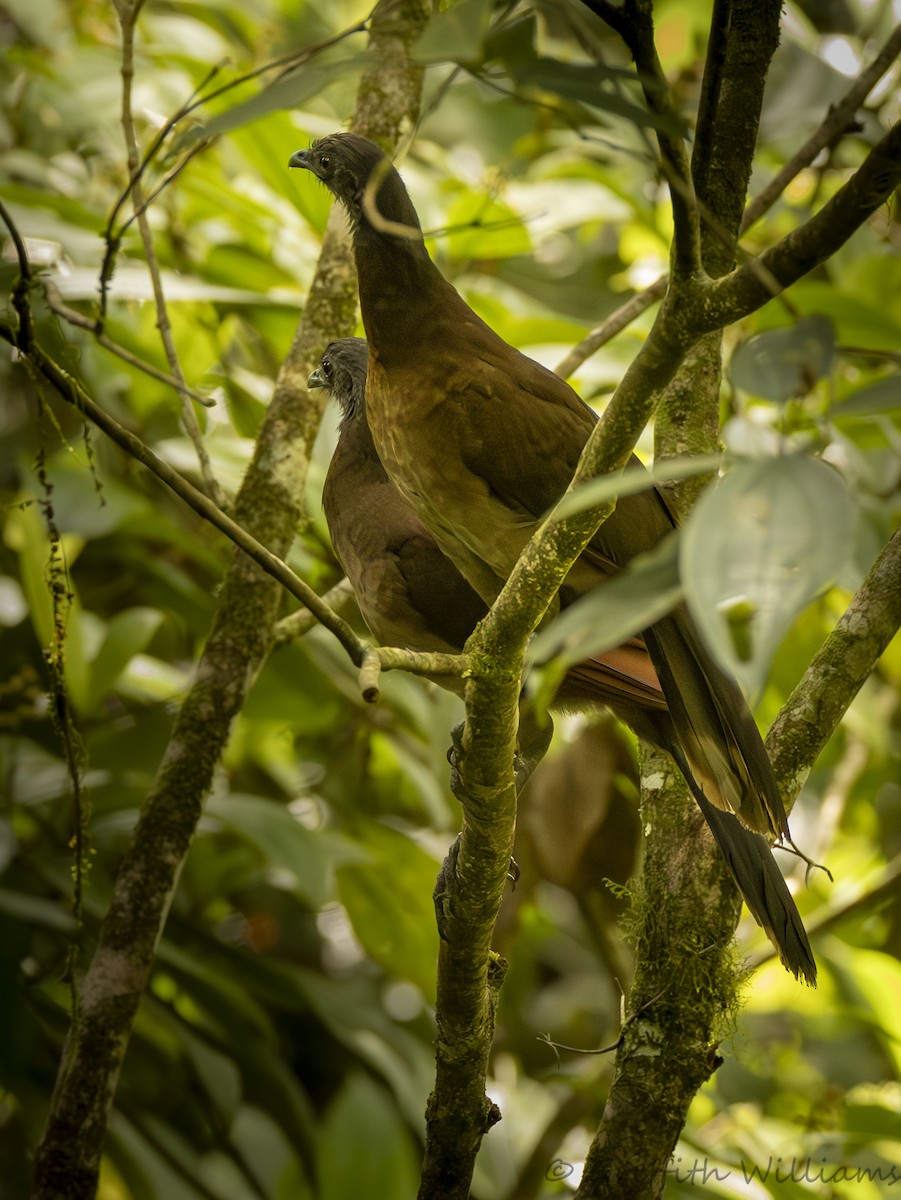 Gray-headed Chachalaca - ML641936699