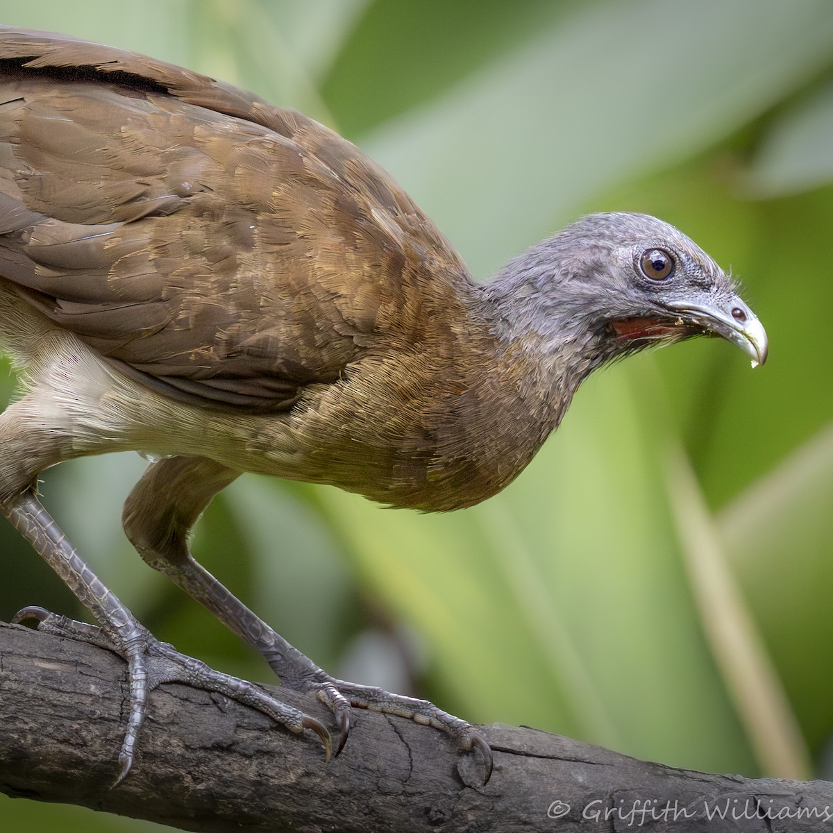Gray-headed Chachalaca - ML641936703