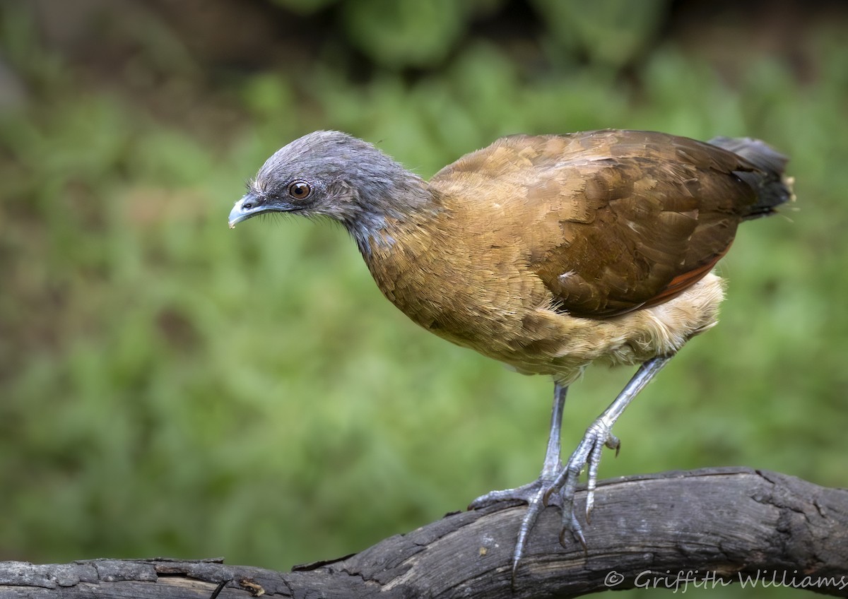 Gray-headed Chachalaca - ML641936706