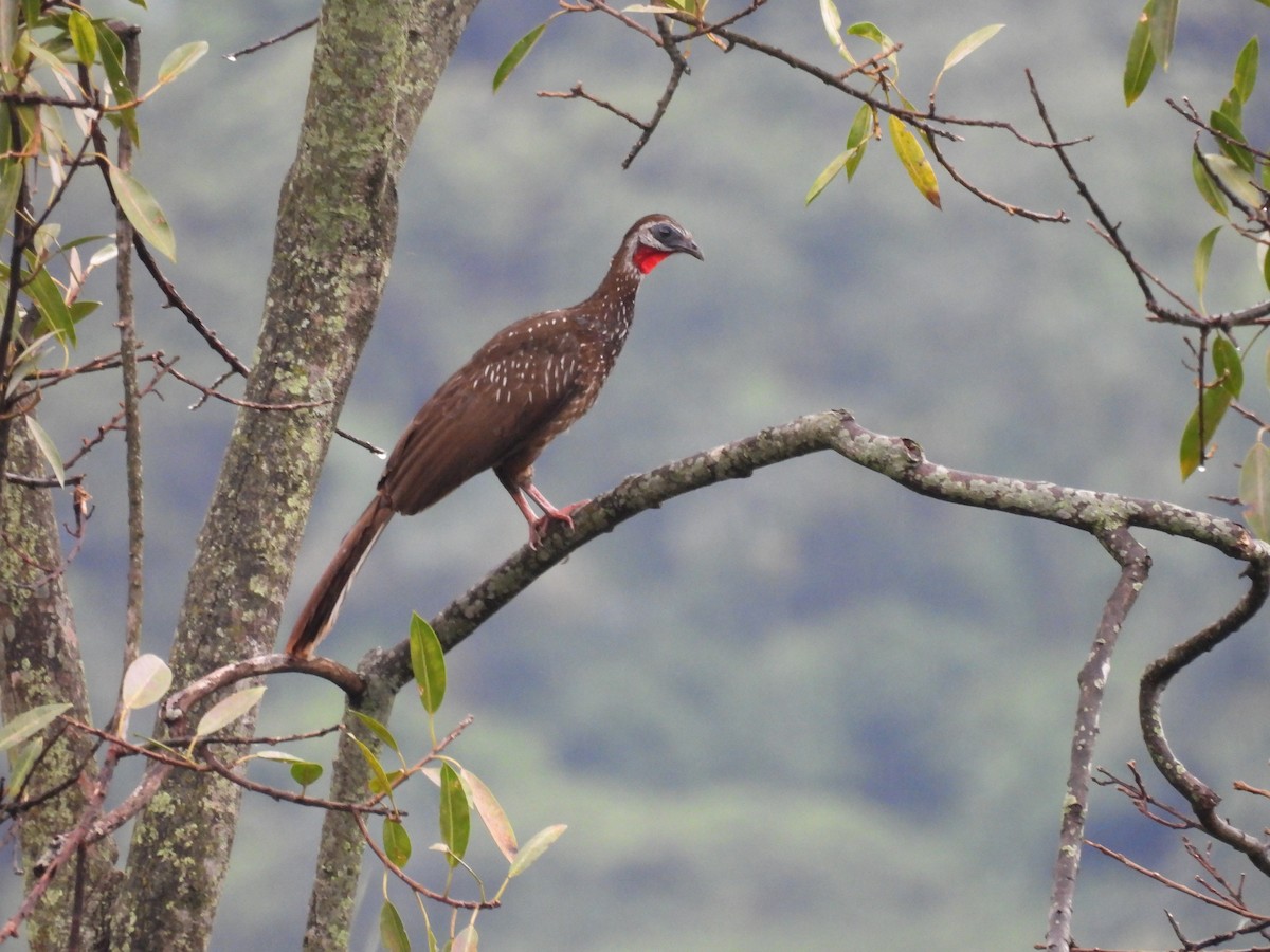 Band-tailed Guan - ML641936731