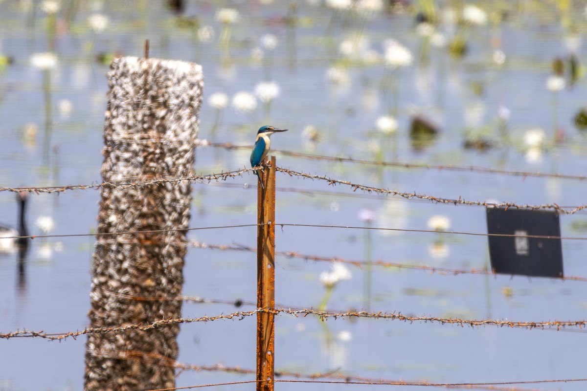 Sacred Kingfisher - ML641936733