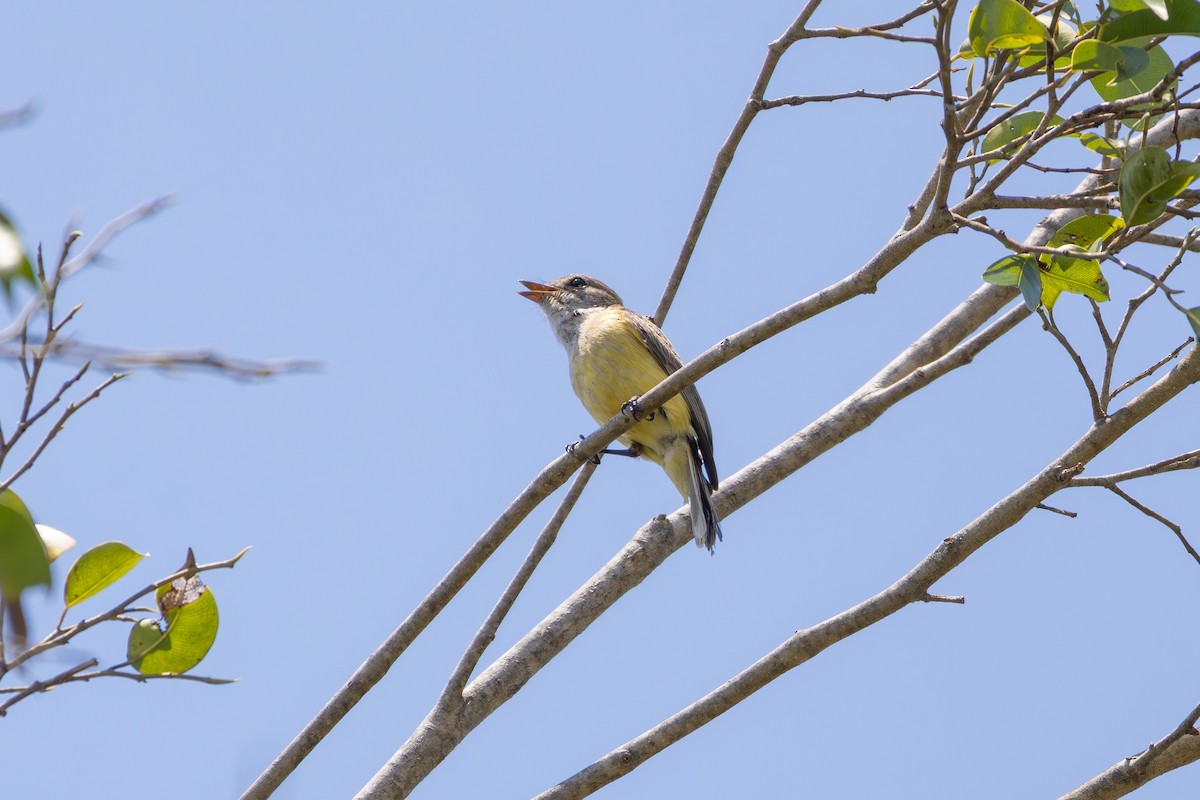 Lemon-bellied Flyrobin - ML641936735