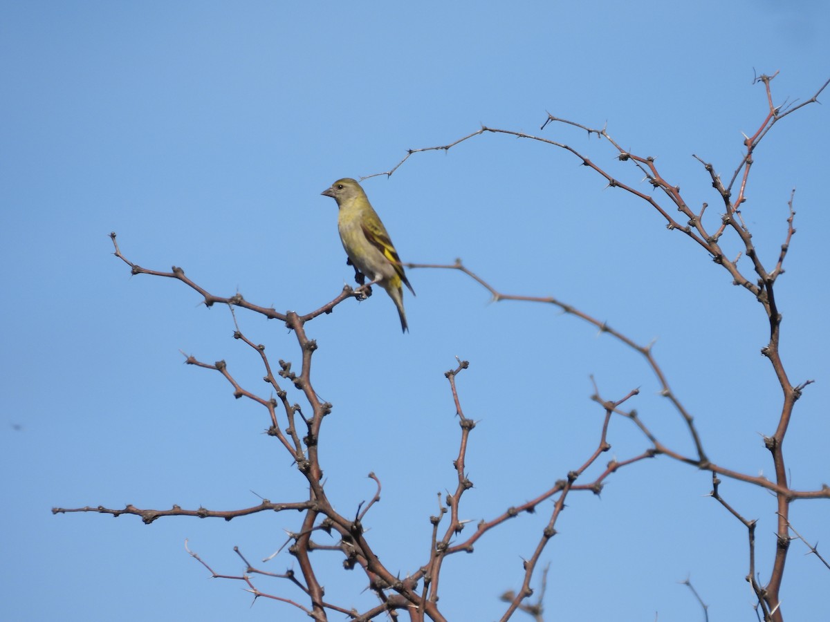 Hooded Siskin - ML641936756
