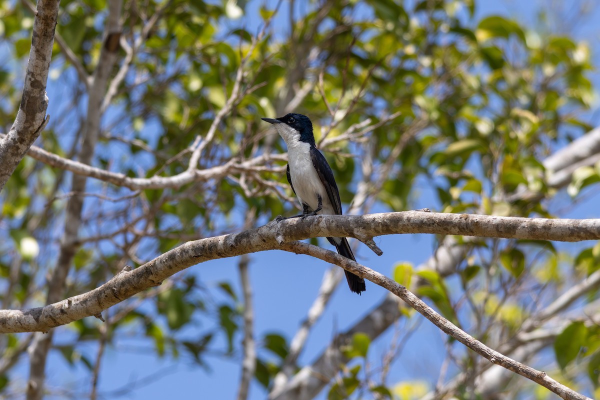 Paperbark Flycatcher - ML641936757