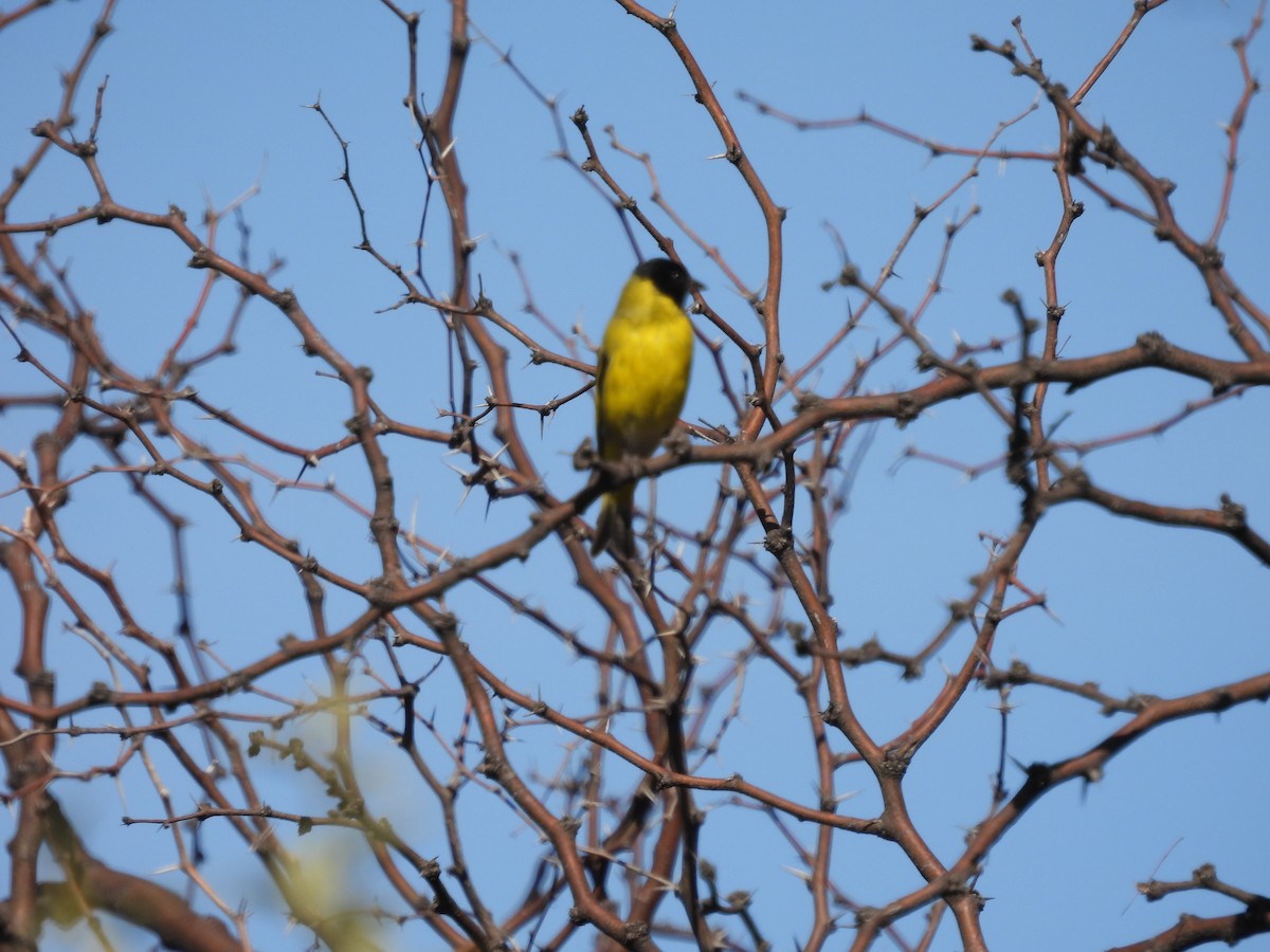Hooded Siskin - ML641936758