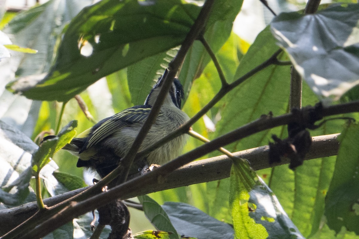 Yellow-rumped Tinkerbird - ML641936759