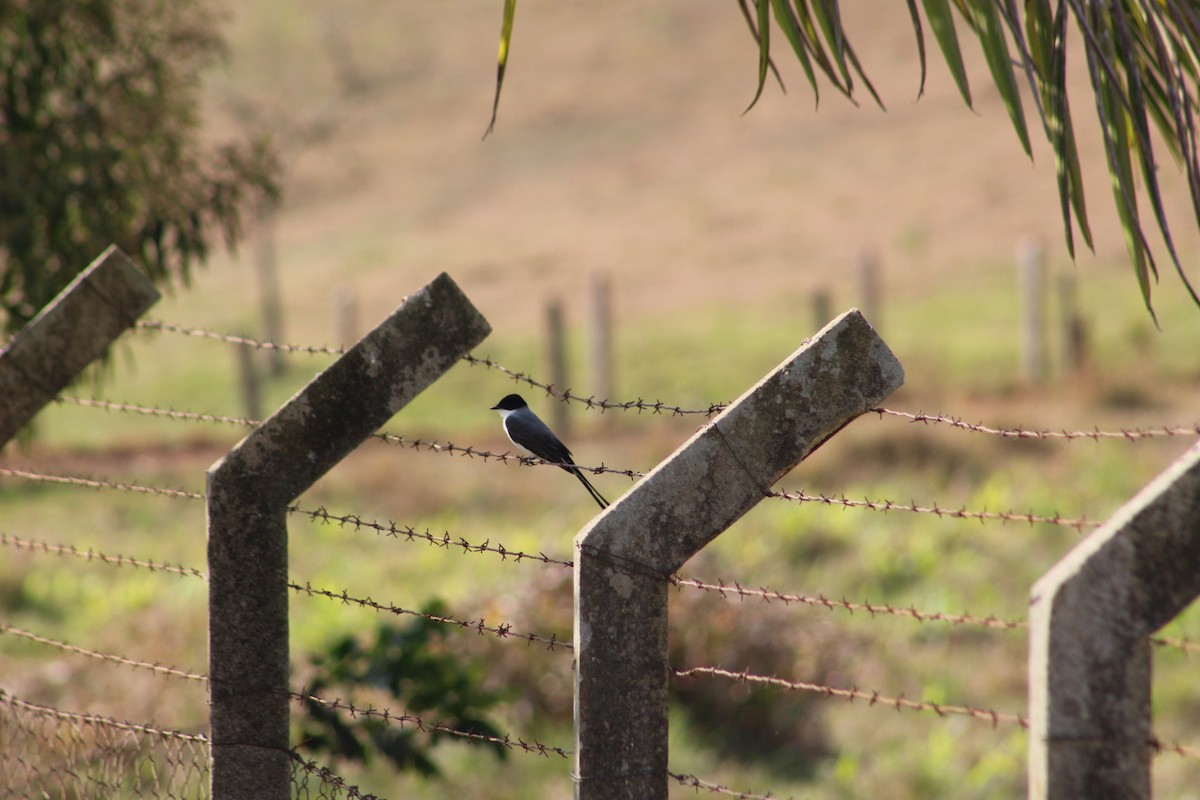 Fork-tailed Flycatcher - ML641936767