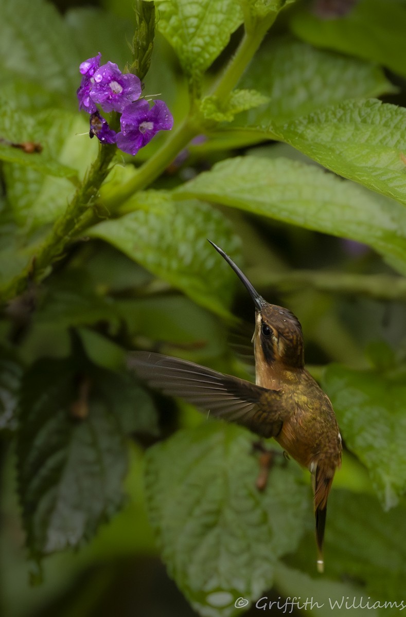Stripe-throated Hermit - ML641936768