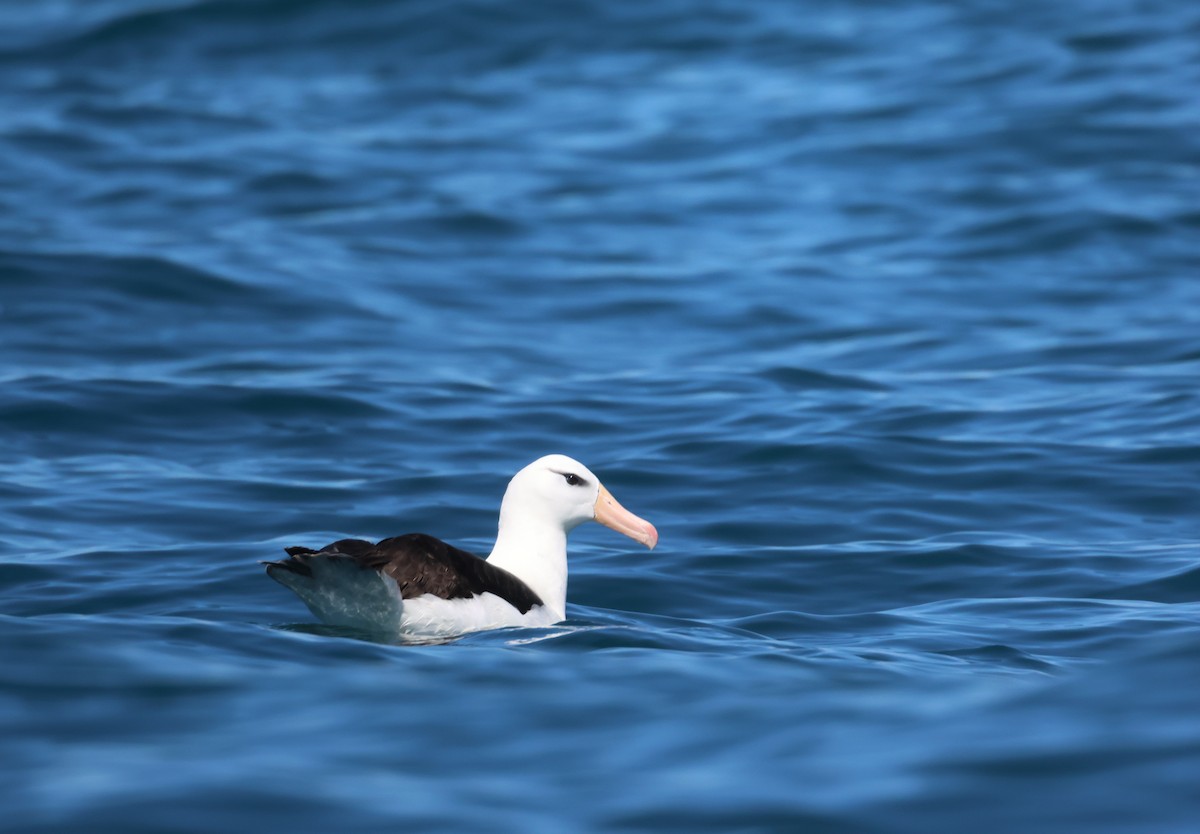 Black-browed Albatross - ML641936782