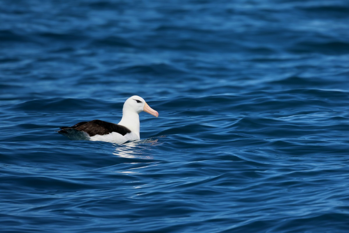 Black-browed Albatross - ML641936783