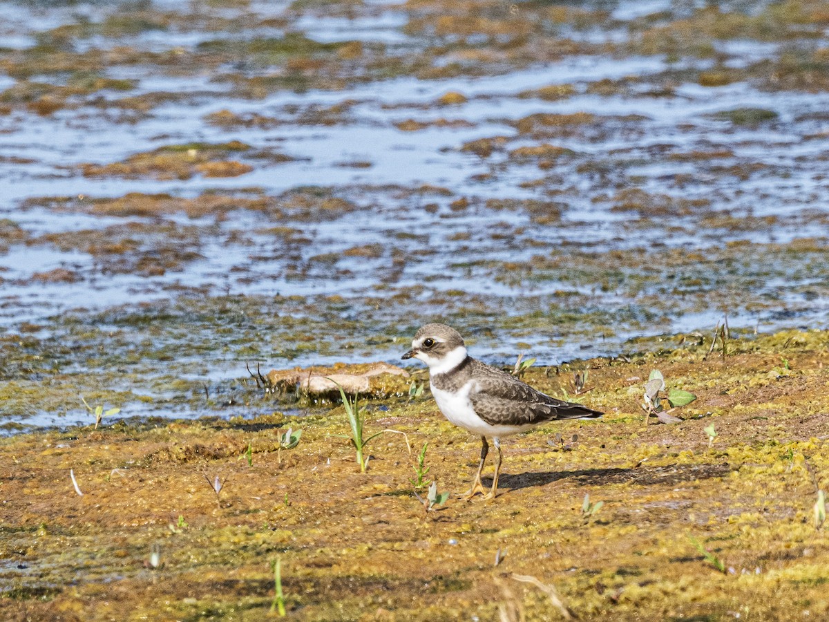 Semipalmated Plover - ML641936787