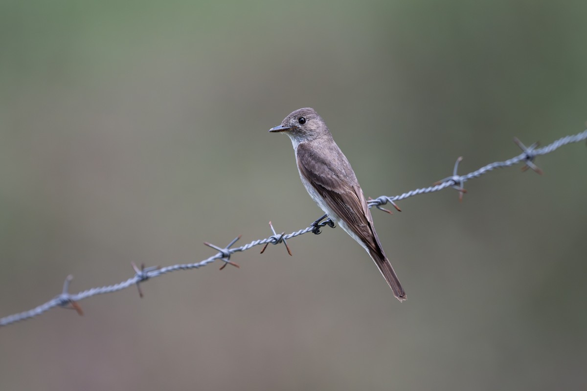 Western Wood-Pewee - ML641936789