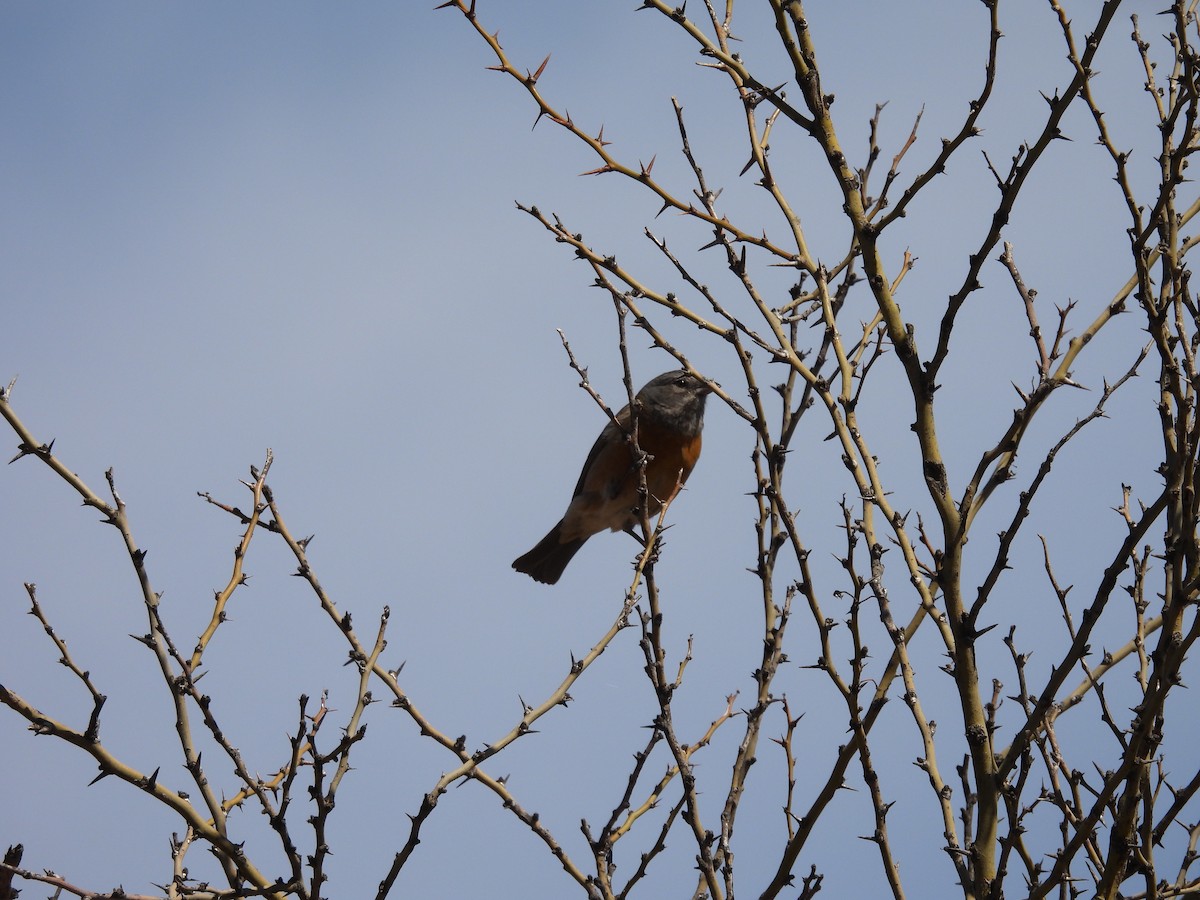 Gray-hooded Sierra Finch - ML641936800