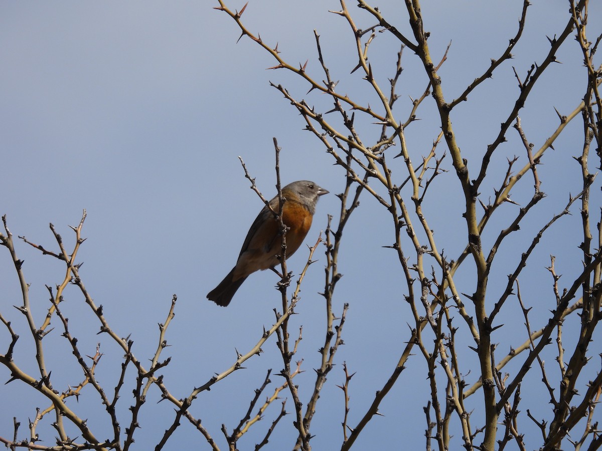 Gray-hooded Sierra Finch - ML641936801