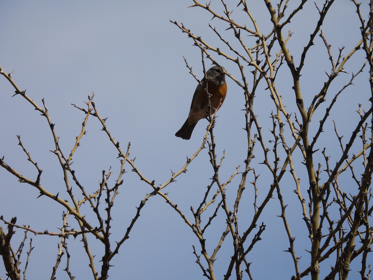 Gray-hooded Sierra Finch - ML641936802