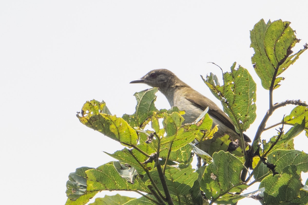 Slender-billed Greenbul - ML641936816