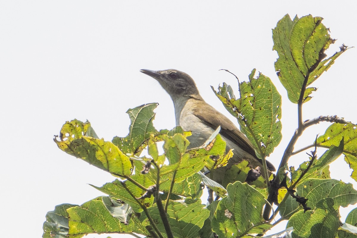 Slender-billed Greenbul - ML641936819