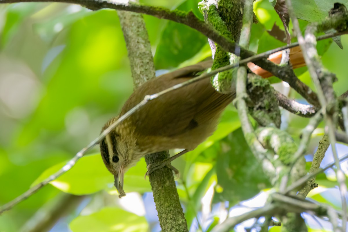 White-browed Foliage-gleaner - ML641936820