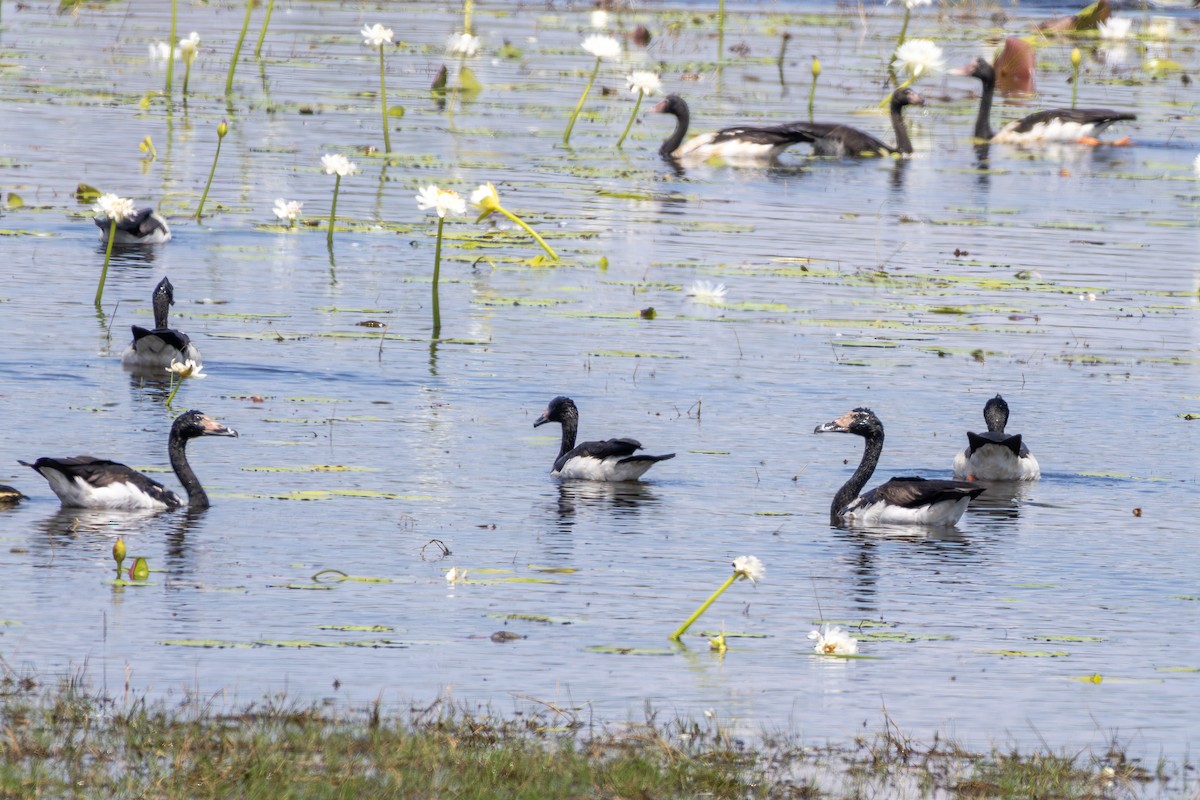 Magpie Goose - ML641936842
