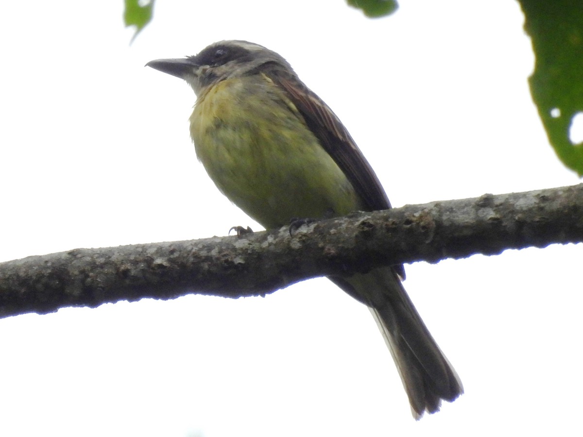 Golden-bellied Flycatcher - ML641936847