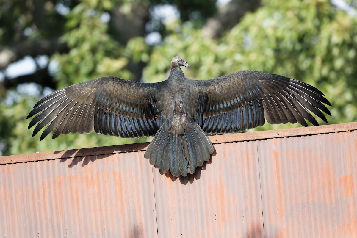 Turkey Vulture - ML641936852