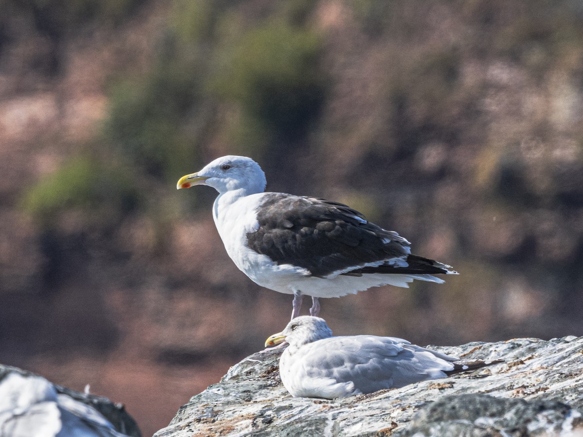 Great Black-backed Gull - ML641936853